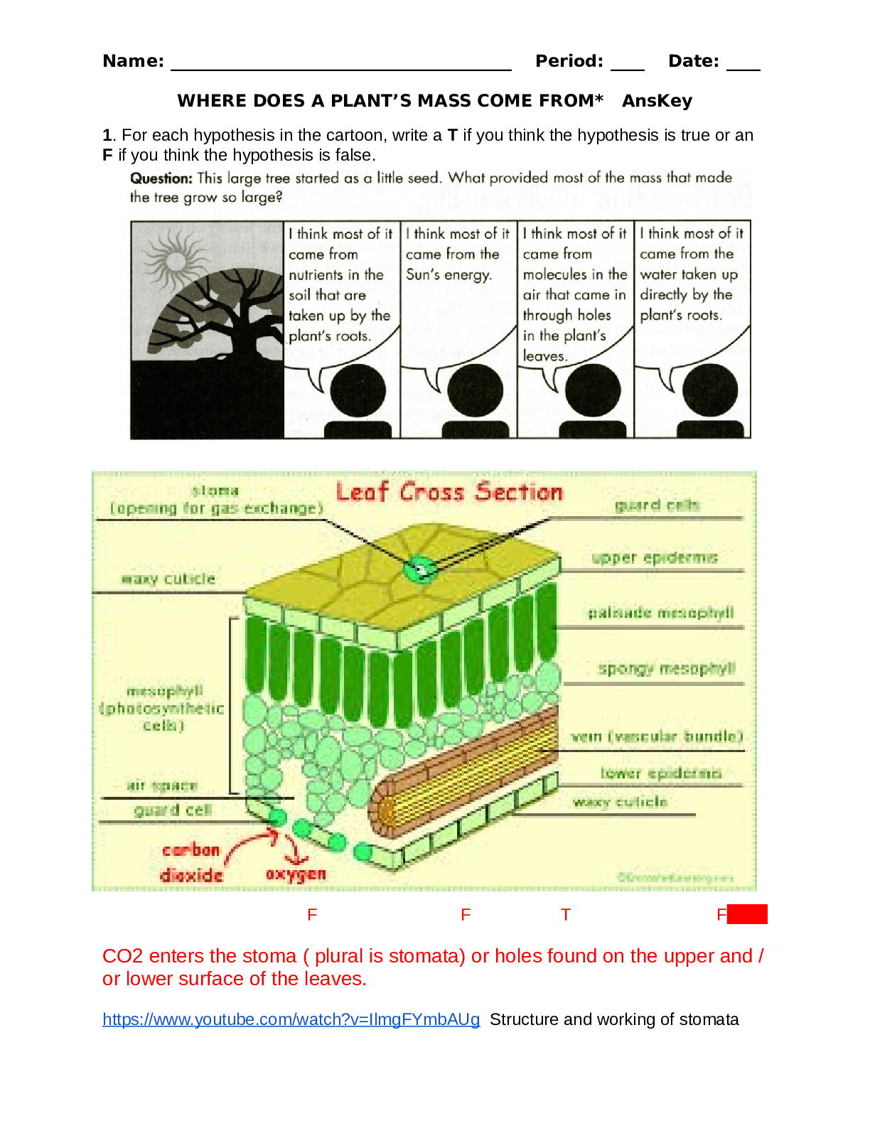 where-does-a-plant-s-mass-come-from-anskey